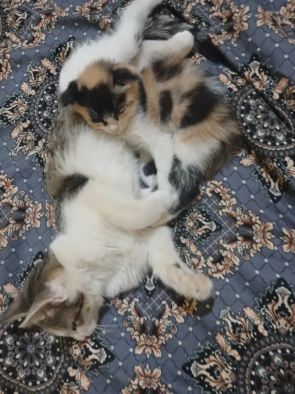 Mushuk sotiladi zottor mushuk qiz bola 3 Mushuk sotiladi zottor mushuk qiz bola 3