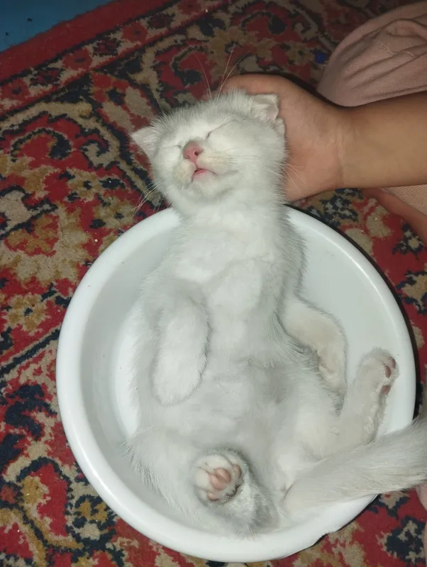 Zotdor Shatland mushugi 2