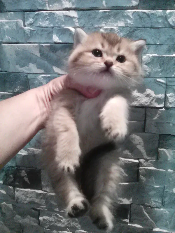 Продается котёнок — фото 4