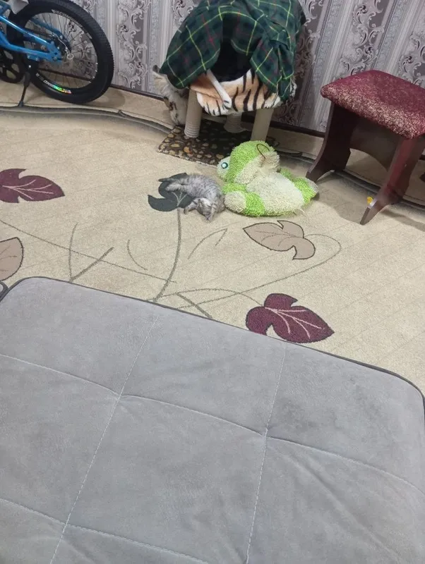 Отдам в добрые руки котенка 5 Отдам в добрые руки котенка 5
