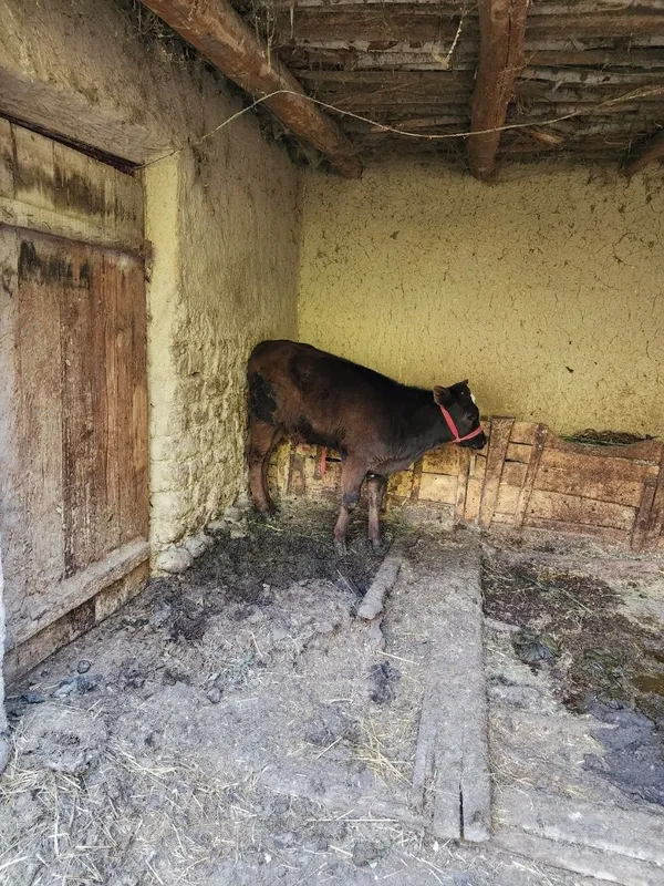 Она бола сигир сотилади — фото 4