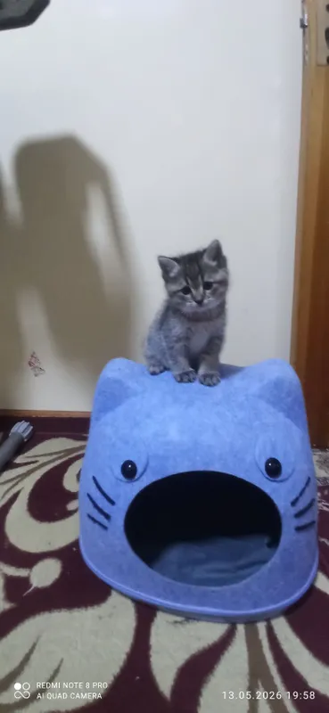 Котята 1.5 месяца. Приучены к лотку — фото 3