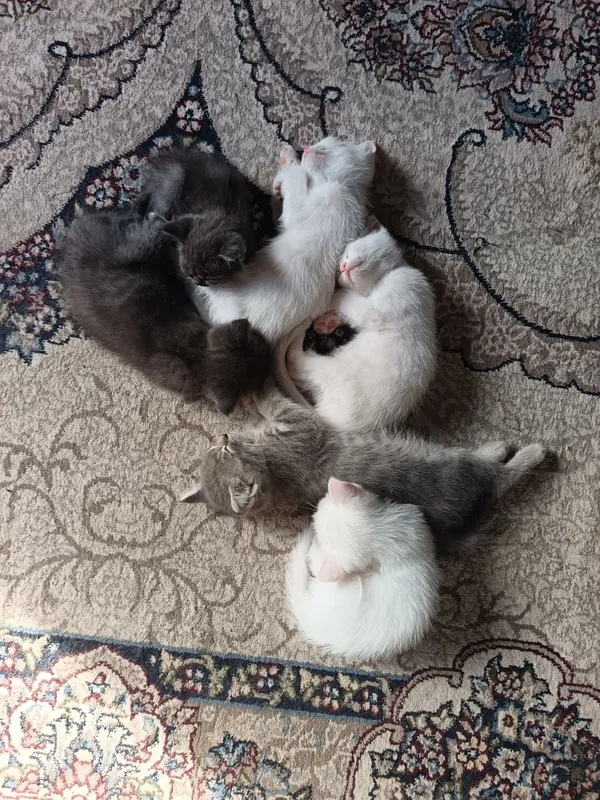 Скотш страйт хамда скотш фолд мушукчалар бор 2 ойлик — фото 4