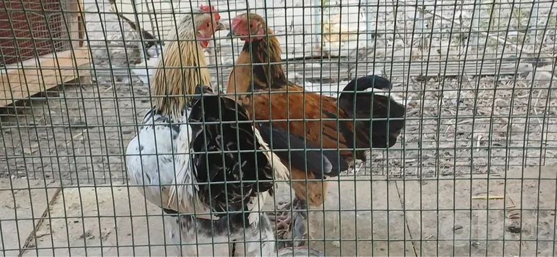 Yapon Jojalar Sotiladi Япон Жужа 1 Yapon Jojalar Sotiladi Япон Жужа 1
