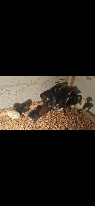 Продаются цыплята 3