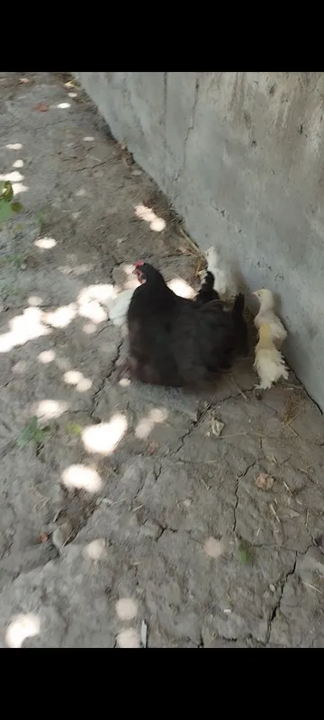 Karlik tovuqchamiz sotiladi 6 ta jujasi bilan birga — фото 1