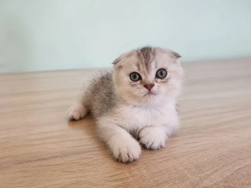 Котята продаются 1 Котята продаются 1