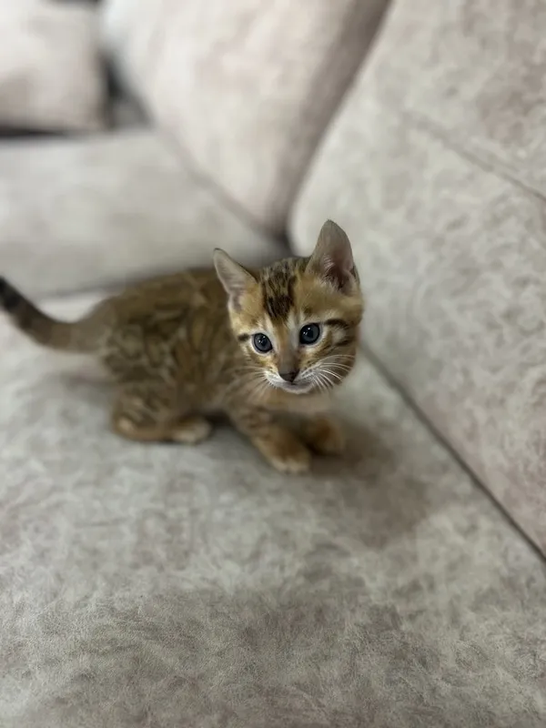 Бенгальские котята 2 Бенгальские котята 2