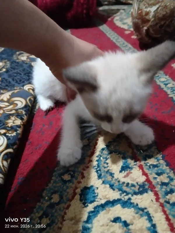 сийамиский