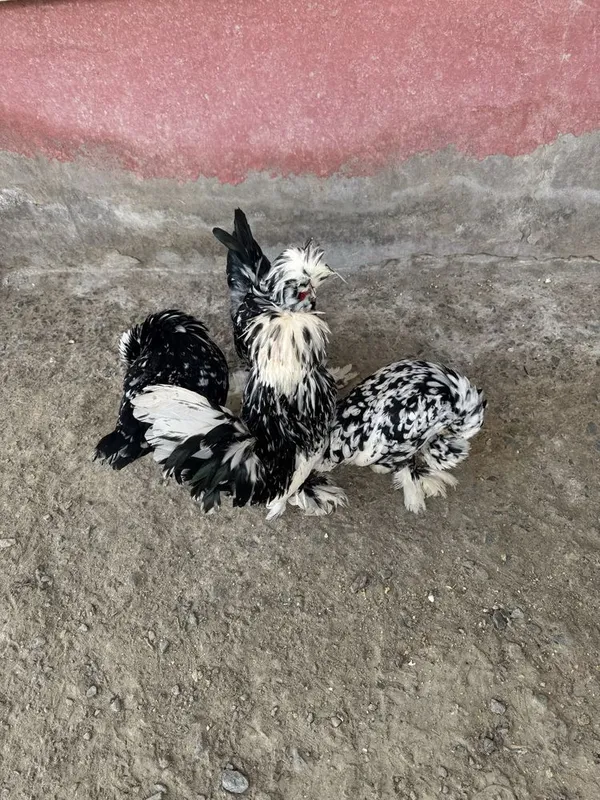 Тухумлари сотилади — фото 1