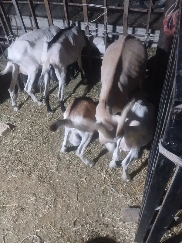 Echki bolasi sotiladi 3 Echki bolasi sotiladi 3
