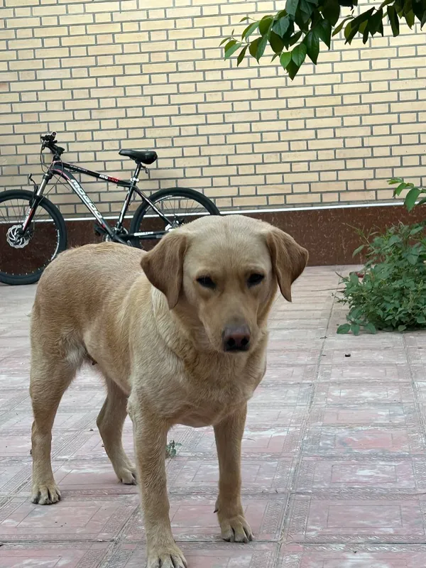 Labrador Labrador