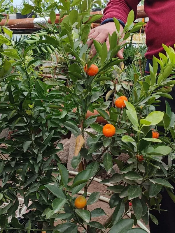 Apilsin,Mandarin,Kumkuvat,Pomello — фото 4