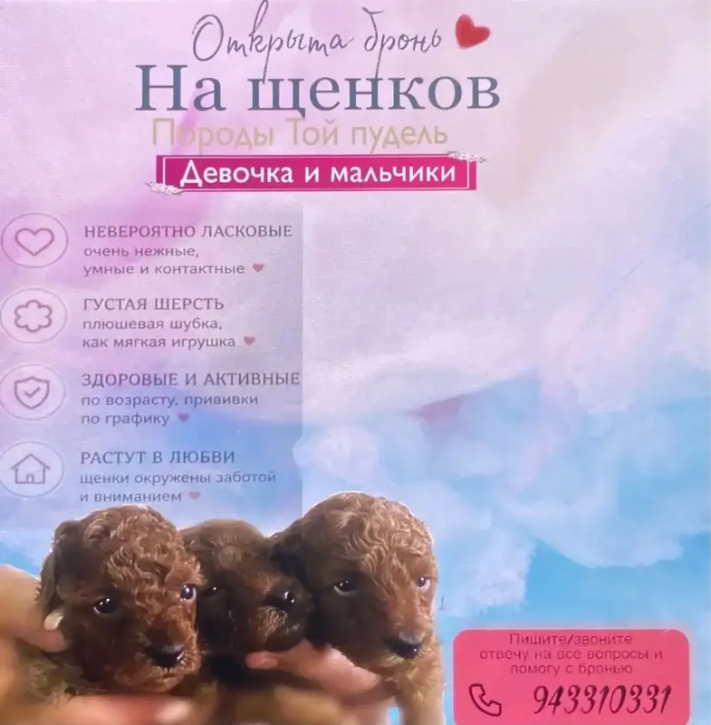 Продаются щенки Той пуделя 1 Продаются щенки Той пуделя 1