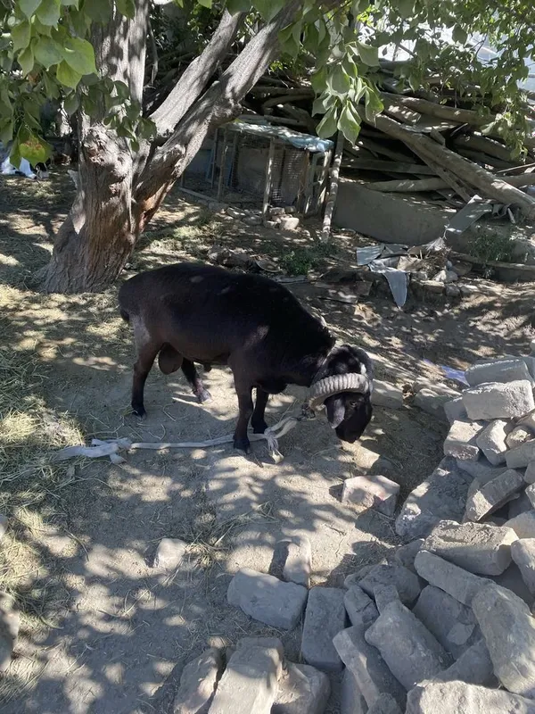 quchqor sotiladi 3yowar 4
