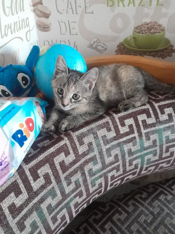 Только в добрые руки! Домашний котёнок (девочка)! — фото 1