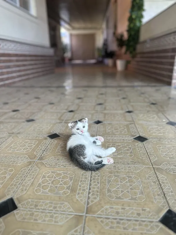Котенок 2 месячный — фото 1