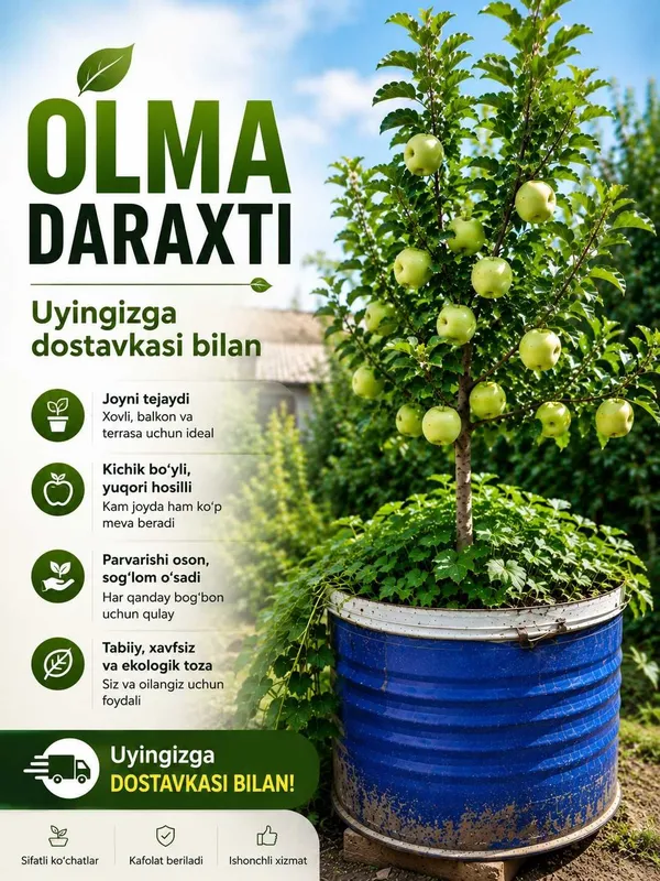 Олма дарахти тувакка 1 Олма дарахти тувакка 1