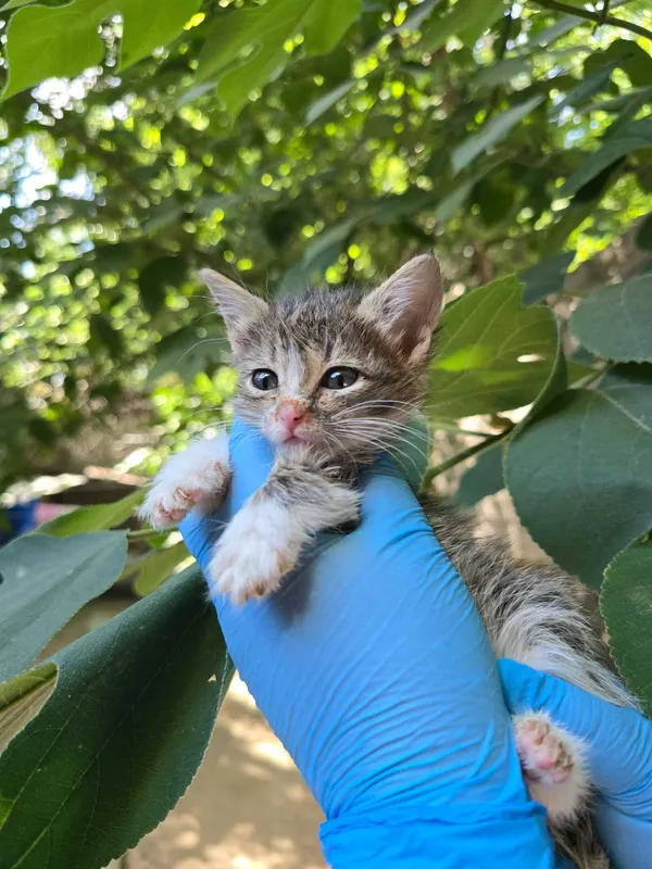 Котята ищут семьи! 8 Котята ищут семьи! 8