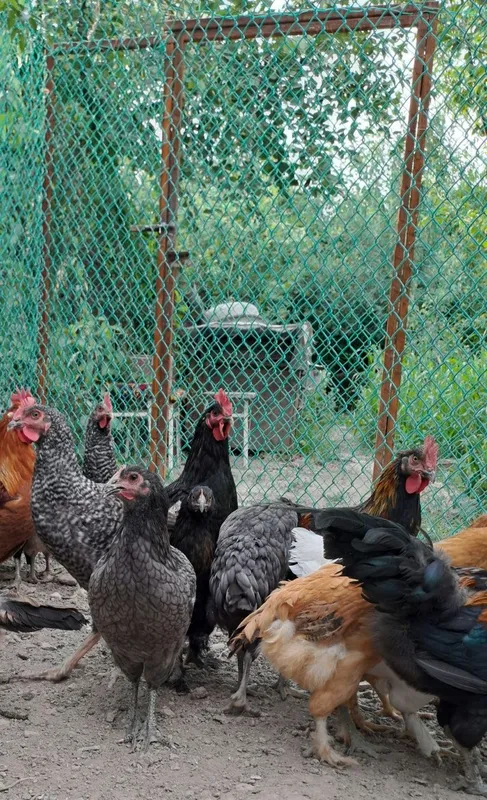 Продаются домашние цыплята 4 Продаются домашние цыплята 4