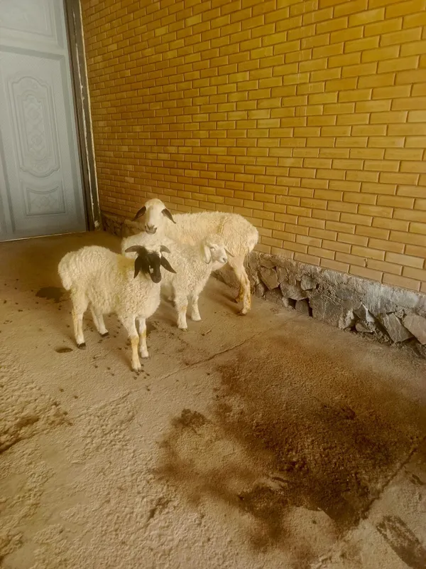 Она бола казоки ку́й сотилади 2