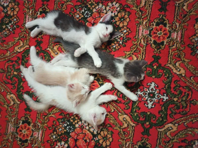 Отдам котят в хорошие руки бесплатно 6