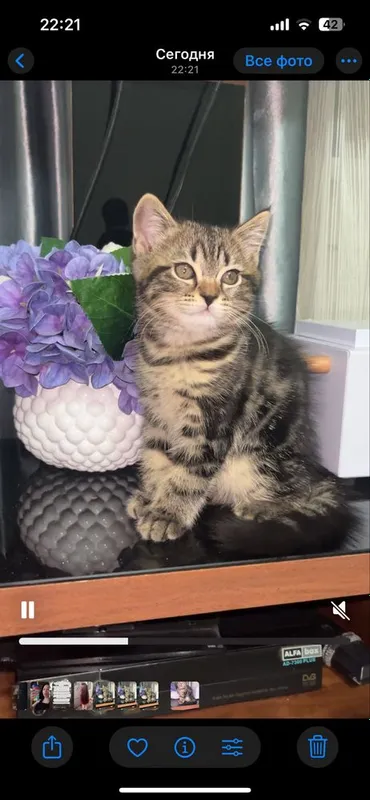 Котёнок Шотландский мраморный 1 Котёнок Шотландский мраморный 1