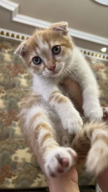 Котята скотиш фолд — фото 4