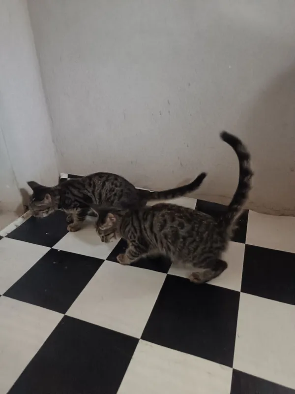2 ta chiroyli va o'yinqaroq mushuklar yaxshi qo'llarga beriladi 3 2 ta chiroyli va o'yinqaroq mushuklar yaxshi qo'llarga beriladi 3