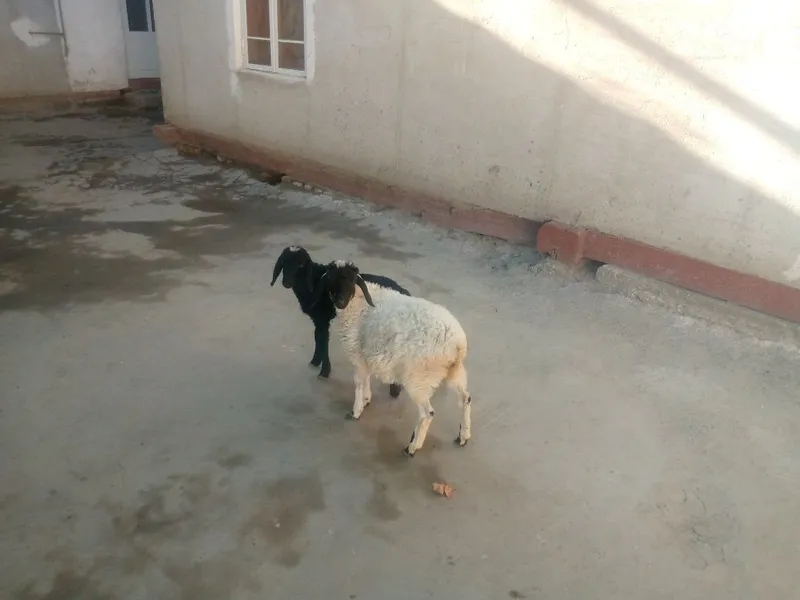 Egiz. Barralar sotiladi 6