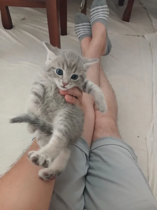 Кошка шотландский скотиш фолд ихнин мама 3 котят Малчики 1 месяц 2 Кошка шотландский скотиш фолд ихнин мама 3 котят Малчики 1 месяц 2