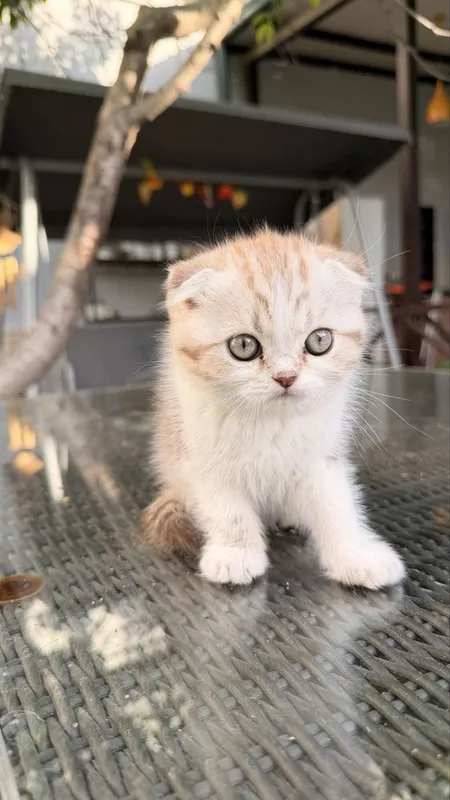 Котёнок 2,5месяца породистый вислоухий — фото 6