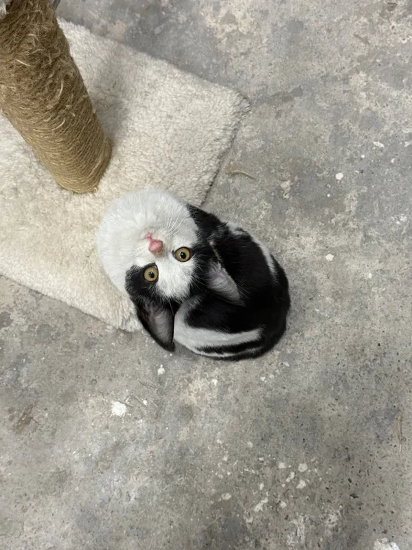 Котята 3,5 месяца — фото 7