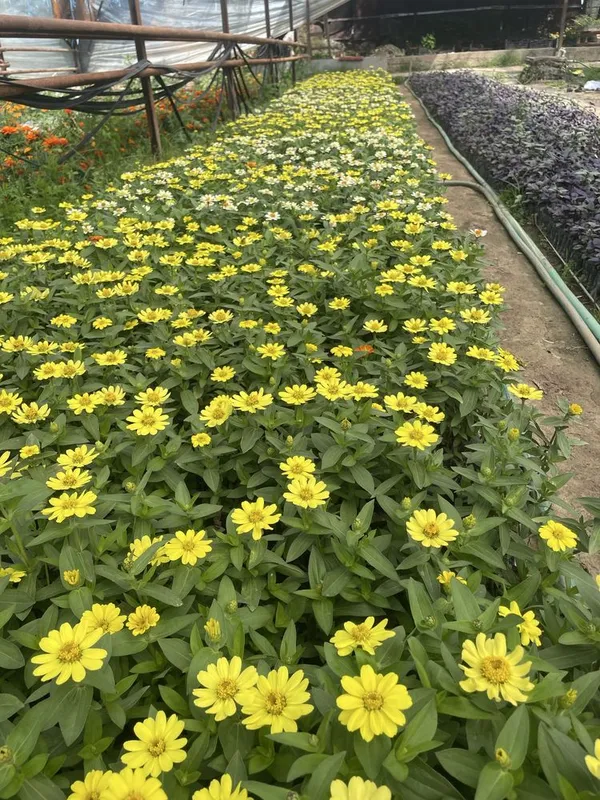 Zina (qoqon gul) gul kochatlari — фото 1