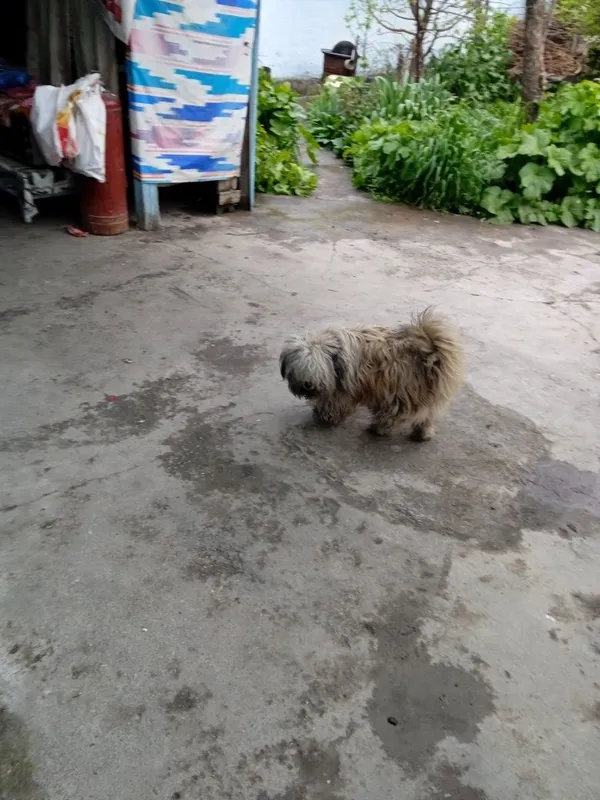 Кучуг сотилади пародаси Балонка — фото 1