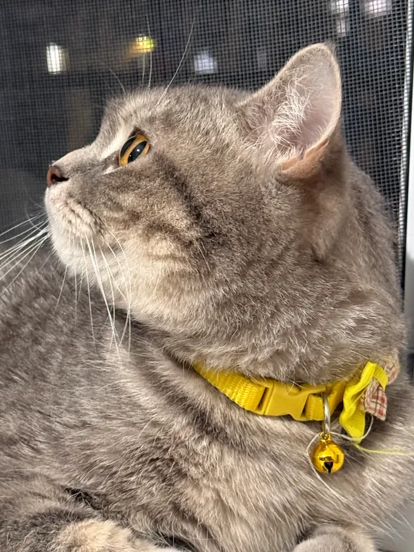 Кошка азиатская Tabby — фото 2