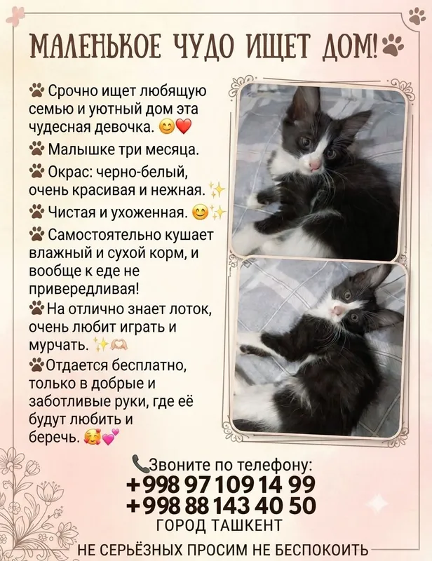отдаётся котёнок, девочка в добрые руки.