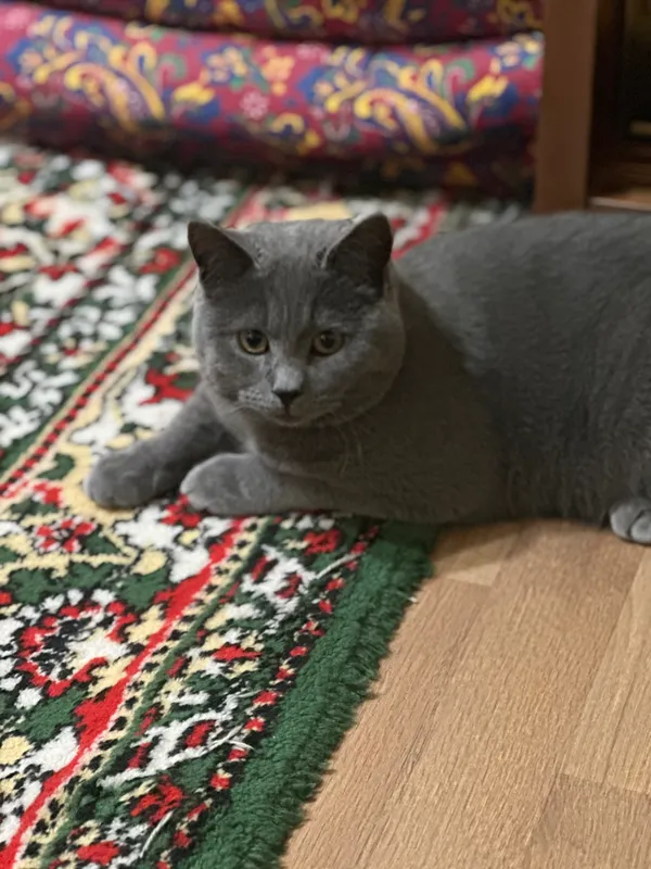 Продам кота! 1 Продам кота! 1