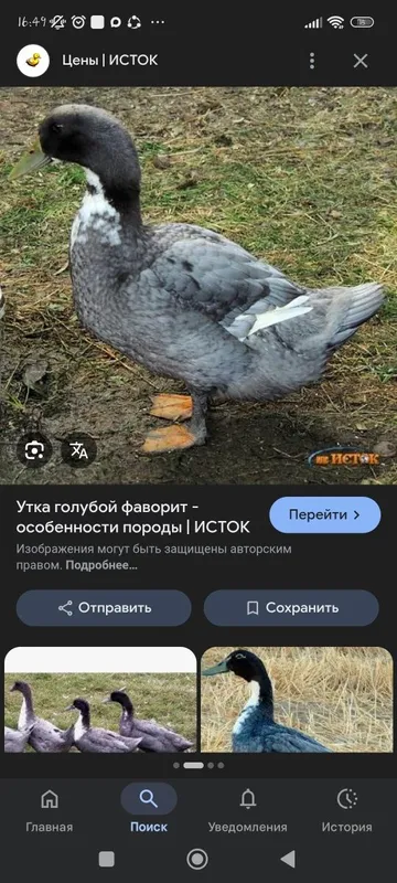 Продаются гуси индоутки 4 Продаются гуси индоутки 4