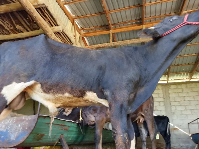 Sifat buqacha sotiladi. Sogʻlom. Yemga tayyor mol 3