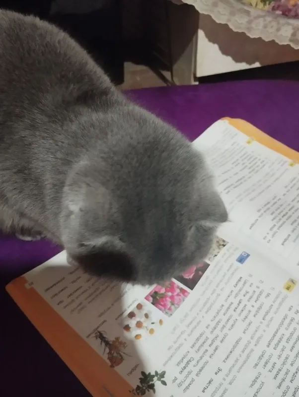 Mushuklar zoti Wesla uxa