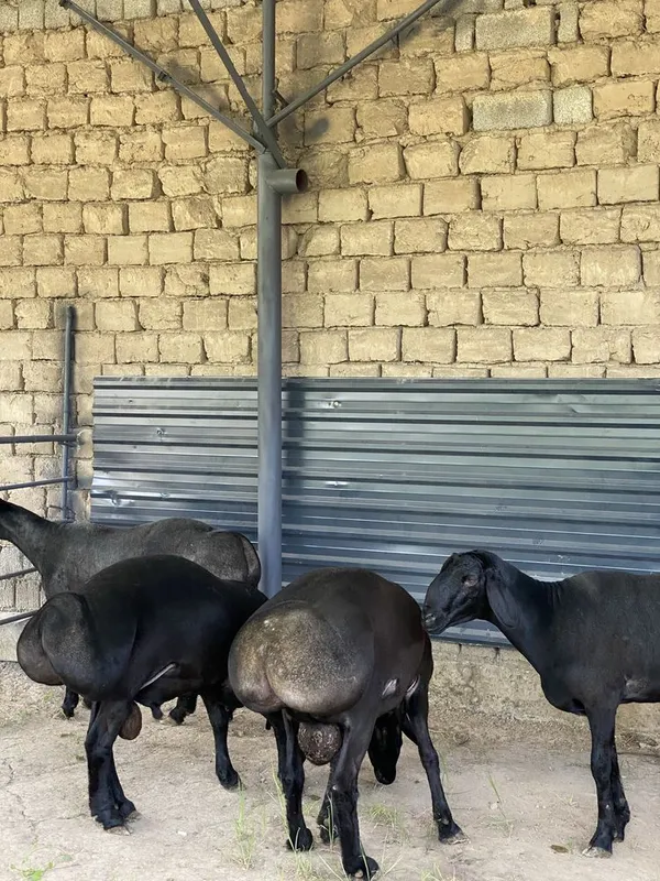 Kotta qochqorla sotiladi 7