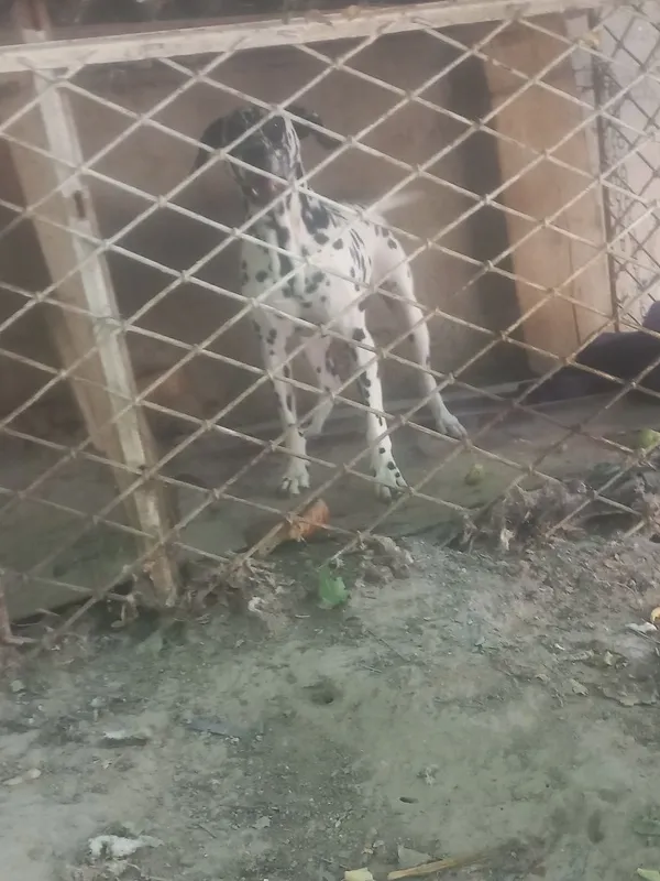 Dalmativ zotli it 4