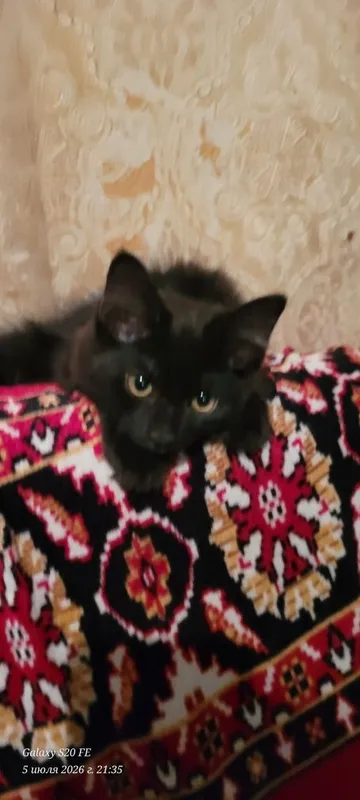 скоттиш хайланд фолд 4