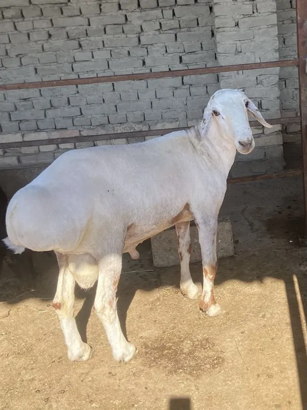 Qo’chqor sotiladi 1 Qo’chqor sotiladi 1