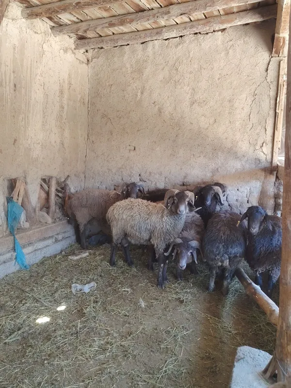 Qo'chqorlar sotiladi.
