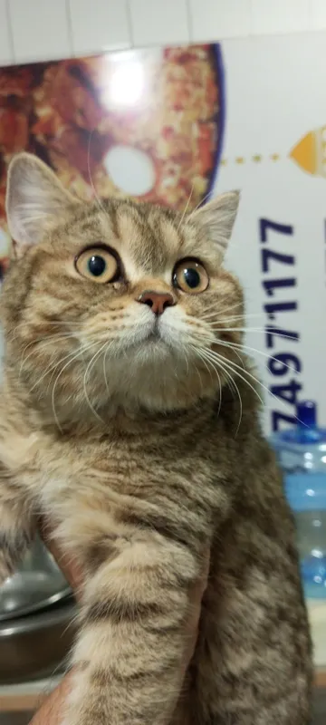 Кот отдам на хороший руки 1 Кот отдам на хороший руки 1