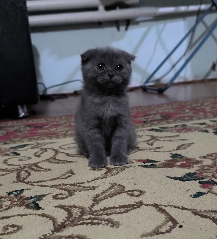 Продаю котят чистой породы 5