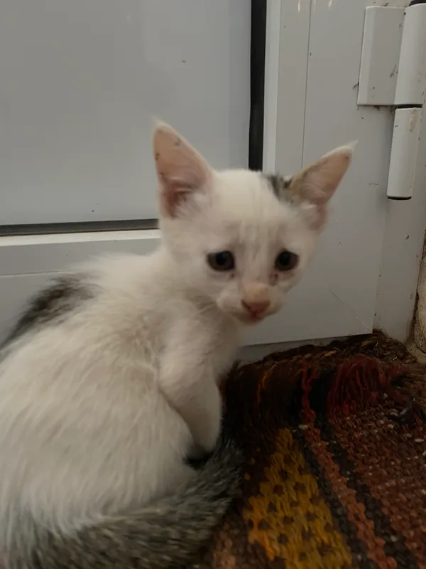 Кошка Кошка