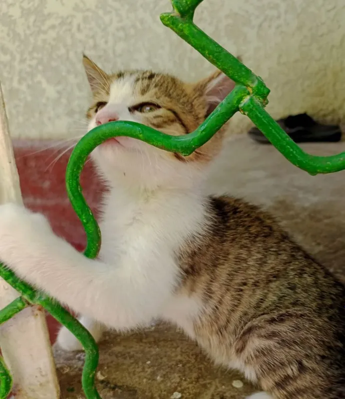 Котята,мальчики,девочки 4 Котята,мальчики,девочки 4